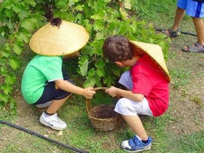 Ελάτε να τρυγήσουμε στο Πολιτιστικό Πάρκο Κερατέας