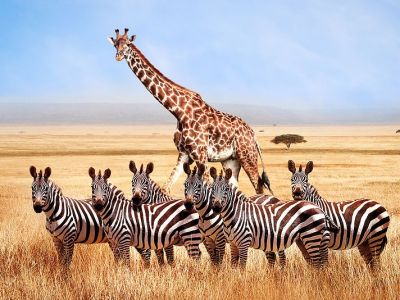 Ζώα της Αφρικής: Διασκεδαστικές χρωμοσελίδες για παιδιά (pics)