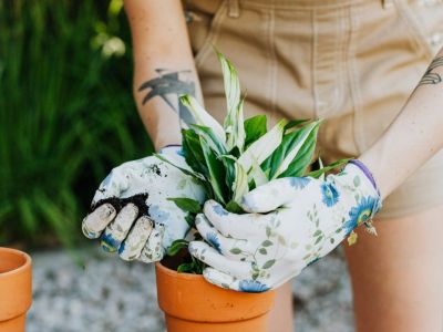 4 λουλούδια για να φυτέψεις εύκολα στο μπαλκόνι σου και να πιάσουν αμέσως