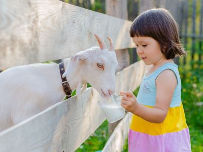 Κατσικίσιο γάλα: 5 λόγοι που είναι καλύτερο από το αγελαδινό (εικόνες)