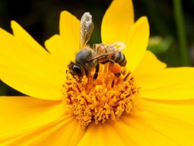 Ποιες τροφές απειλεί με εξαφάνιση η κλιματική αλλαγή