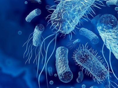 Πώς τα βακτήρια του εντέρου επηρεάζουν το βιολογικό ρολόι;