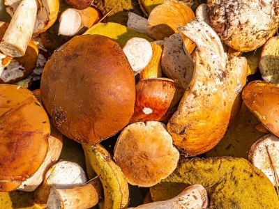 Μανιτάρια: Γιατί αποτελούν την κορυφαία αντιγηραντική τροφή