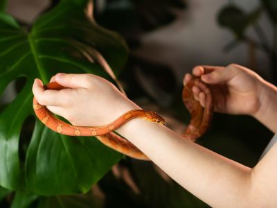 Φοβάται το παιδί σας τα φίδια ή τις αράχνες; Η επιστήμη απαντά πως μπορεί να είναι κληρονομικό