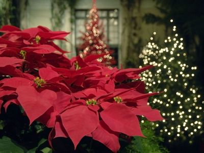 To tip της μαμάς: Πώς να διατηρήσετε το αλεξανδρινό και μετά τις γιορτές