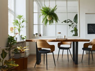 4 φυτά εσωτερικού χώρου που κρατάνε το σπίτι δροσερό όλο το καλοκαίρι