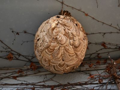 Πώς καταστρέφεται μια σφηκοφωλιά;