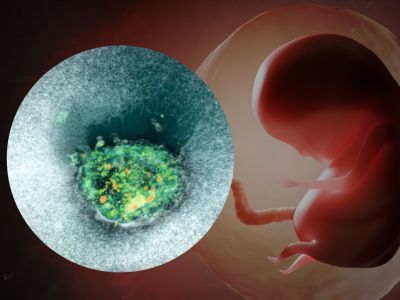 Η πρώτη ζωντανή καταγραφή της εμφύτευσης ανθρώπινου εμβρύου (βίντεο)