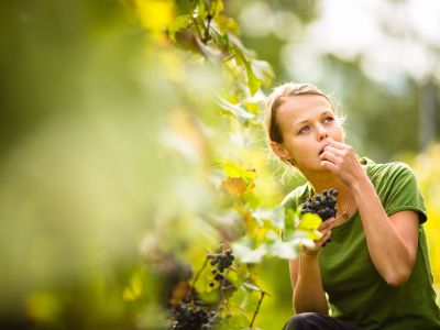 Παχαίνουν τα σταφύλια; Τι λένε οι ειδικοί