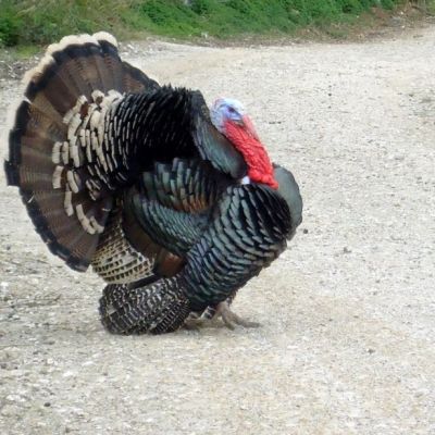 Ο γάλος του μπάρμπα Μπρίλιου υπάρχει!!!!!