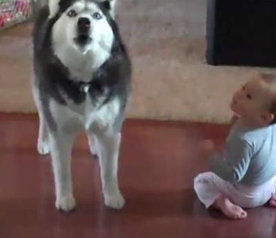 Η απίστευτη συνομιλία ενός μωρού με ένα Χάσκι! (βίντεο)