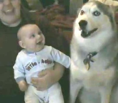 Το Χάσκι «μιλάει» και το μωρό γελάει! (Απολαυστικό βίντεο)