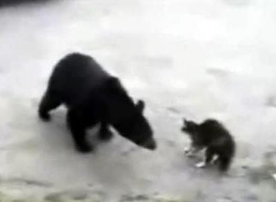 Θαρραλέα γάτα προστάτεψε μαμά και μωρό από αρκούδα!