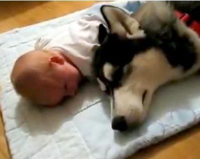 Ένα Χάσκι αποδεικνύεται η καλύτερη baby sitter!