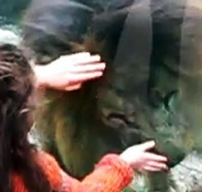 Το λιοντάρι ήθελε χάδια!