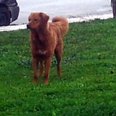 Μαμά τι είναι αδέσποτο;