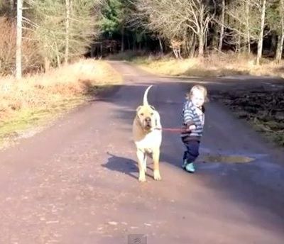 Βγάζει βόλτα το σκύλο που είναι μεγαλύτερος από εκείνον!