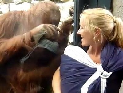 Απίστευτο! Ο Ουρακοτάγκος ήθελε οπωσδήποτε να δει το μωρό!