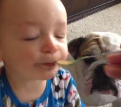 Δεν φαντάζεστε πώς ταΐζει το μπουλντόγκ του αυτός ο πιτσιρίκος!