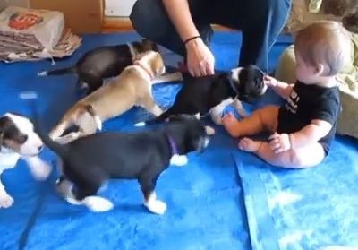 Έξι κουτάβια κι ένα μωρό! Ο τέλειος συνδυασμός!