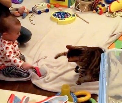 Μωρό Vs γάτας. Ποιός κερδίζει;