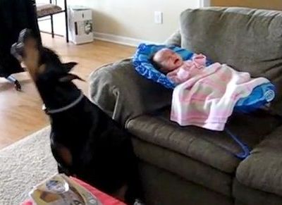 Κλαίει το μωρό; Κλαίει και το σκυλί σε άψογο συγχρονισμό!