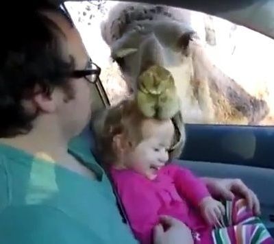 Καμήλα προσπάθησε να "φάει" κοριτσάκι!