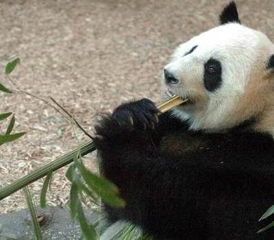 Δίδυμα γέννησε το γιγάντιο πάντα Λουν Λουν στην Ατλάντα (φωτογραφίες)