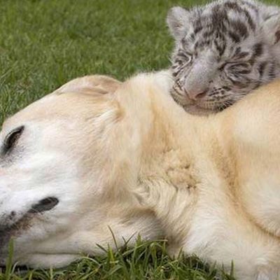 H πιο τρυφερή παρένθετη μάνα στον κόσμο είναι σκύλος (εικόνες)