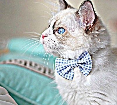 Το παραμύθι της εβδομάδας: Ο Ασπιρίνης πάει … σχολείο!