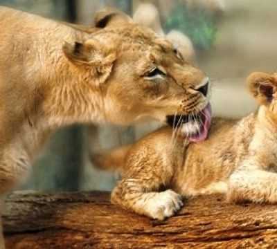 Κλασικές ατάκες μανάδων του ζωδιακού!