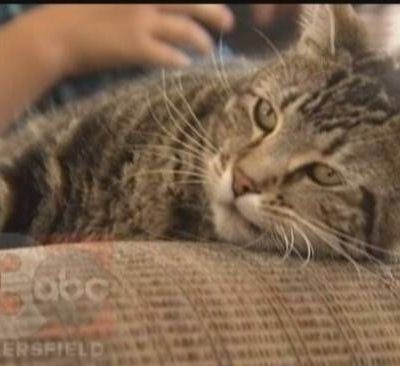 Δείτε τι άλλο έκανε η Τάρα, η «ηρωική γάτα» του YouTube!