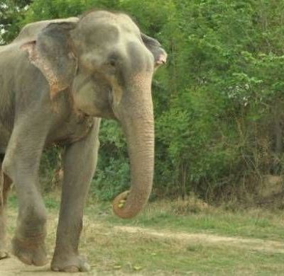 Απίστευτο! Ελέφαντας κλαίει με λυγμούς αφού ελευθερώθηκε! (pics+video)