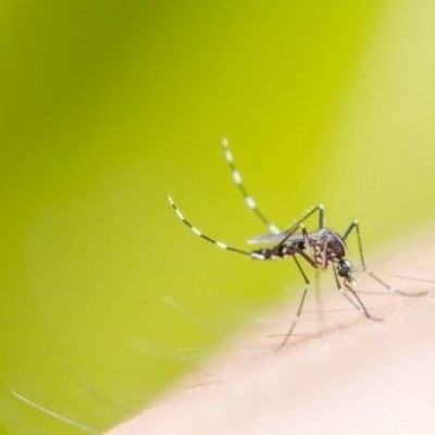 Κουνούπια τέλος: Τι να ΜΗΝ τρώτε για να μη σας τσιμπάνε