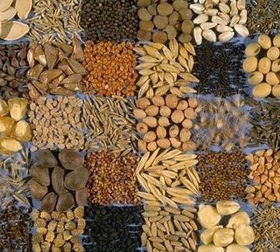 Σπόροι που μας χαρίζουν υγεία!