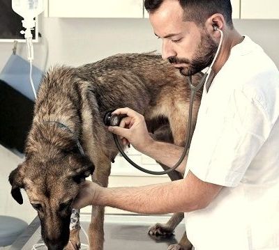 Λεϊσμανίαση- Καλαζάρ: Μορφές και συμπτώματα