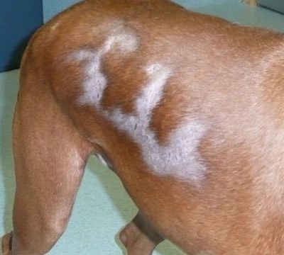 Τριχόπτωση ή αλωπεκία στους σκύλους!