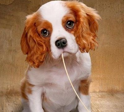 Η διατροφή του σκύλου ανάλογα με την ηλικία του!