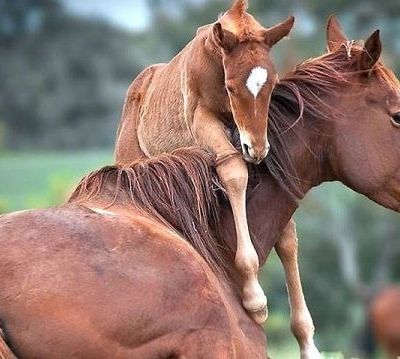 Το μεγαλείο της φύσης. Άλογο γεννά μπροστά στην κάμερα χωρίς βοήθεια (βίντεο)