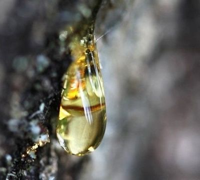 Πώς να απομακρύνετε το ρετσίνι από τα ρούχα