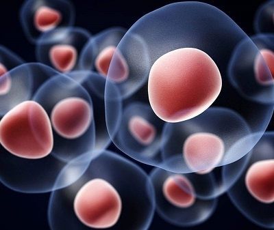 Όσα πρέπει να γνωρίζετε για τα βλαστοκύτταρα