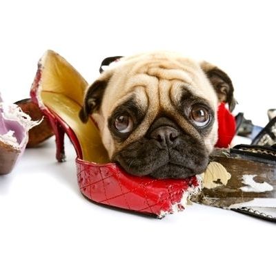 Πώς θα καταλάβετε ότι το σκυλάκι σας πάσχει από άγχος αποχωρισμού