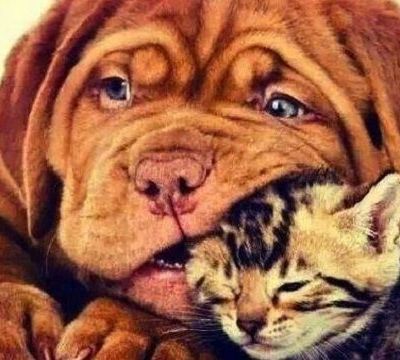 Σκύλος και γάτα μαζί στο σπίτι; Κι όμως...