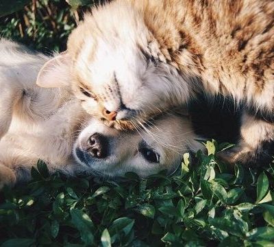 Ασθένειες που μπορούν να μεταδοθούν από το σκύλο και τη γάτα σε παιδιά και σε γονείς