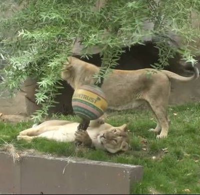 Τα λιοντάρια γιορτάζουν σήμερα και στο ζωολογικό κήπο του Λονδίνου τους έκαναν δώρα (vid)