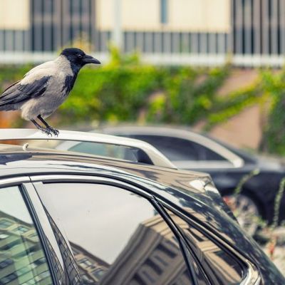 Πώς να καθαρίσετε τις κουτσουλιές από το αυτοκίνητό σας