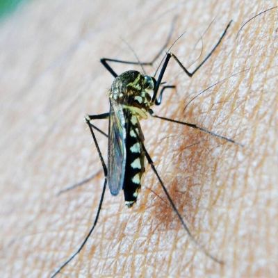 Ιός Δυτικού Νείλου: Ιατρικός Σύλλογος Αθηνών – Μέτρα προστασίας από τα κουνούπια