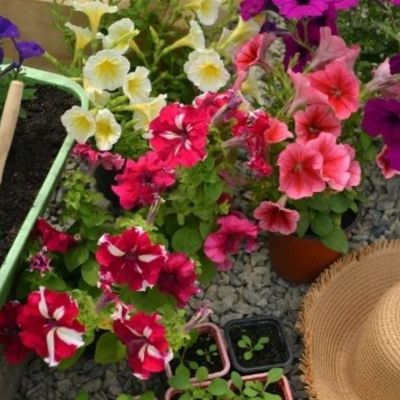 Σήμερα 23/01: Απ’ όλα έχει ο μπαξές