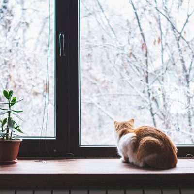 Ημερήσιες Προβλέψεις για όλα τα Ζώδια 12/02