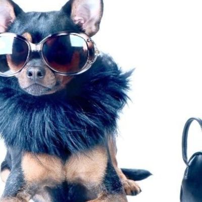 Τα 4 πιο κακομαθημένα ζώδια